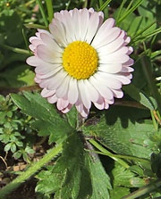 Bellis perennis