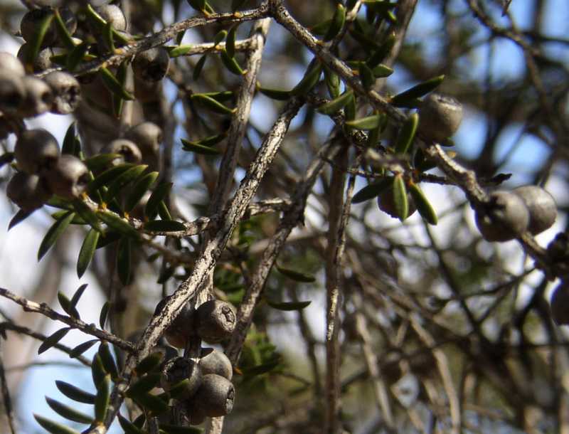 Melaleuca lanceolata - fruit