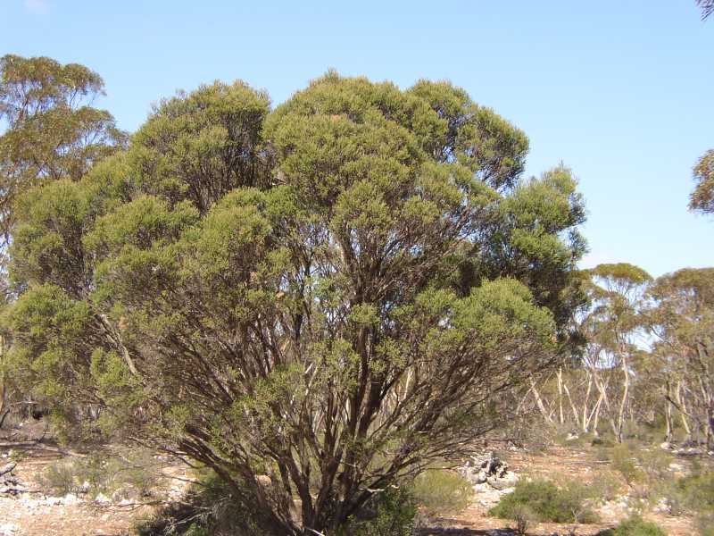 Melaleuca lanceolata - tree