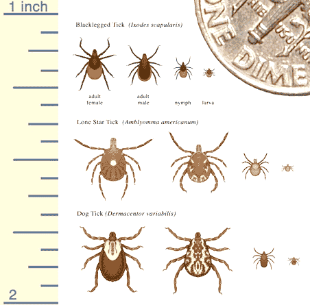 Lymes Disease Tick