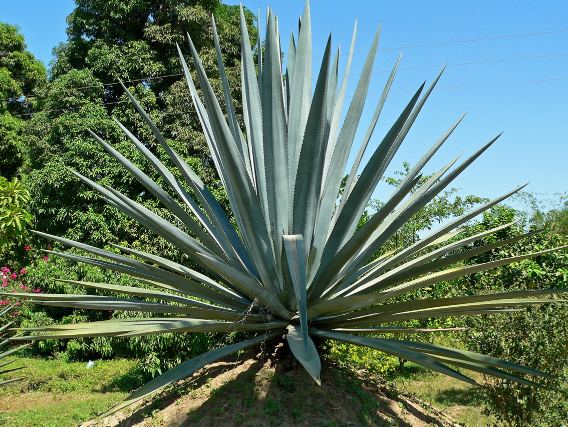 http://www.interhomeopathy.org/images/gallery/IH299-Agave_tequilana.jpg