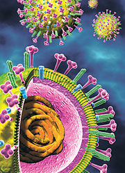 Schweinegrippevirus