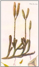 Description: Lycopodium clavatum
