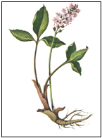 Description: Menyhantes trifolia