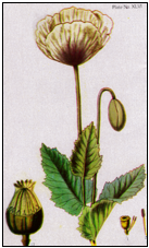 Description: Papaver somniferum (Opium)